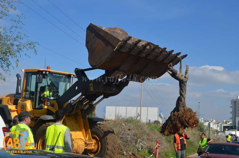 hadm ramla zatoen (5).JPG